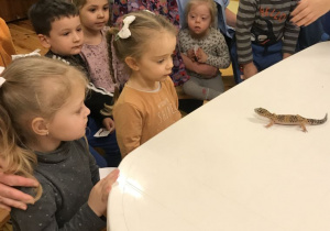 Po prawej stronie zdjęcia widac fragment białego blatu stołu, po którym chodzi mała jaszczurka. po lewej stronie stoi grupa dzieci, które wpatrują się w zwierzę. Za nimi kuca kobieta.
