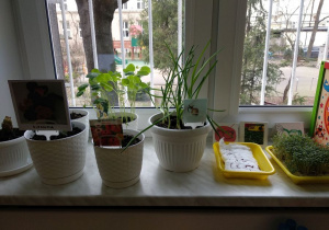 Na parapecie okiennym po lewej stronie stoi kilka białych doniczek. Po lewej stronie stoją dwie żółte kuwety. Z doniczek i kuwet wyrastają rośliny.